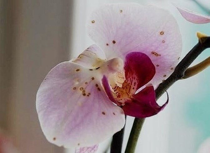 Болезни и вредители орхидей Фаленопсис и их лечение с фото